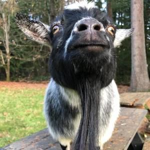 Meet your Posher, Linda